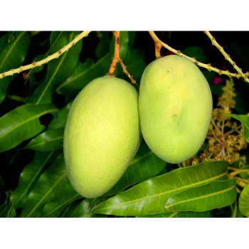 Natural Mango Plants